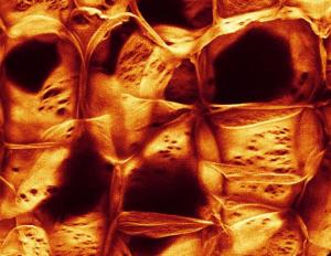 Food structures go under the microscope